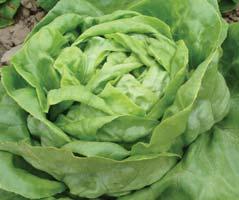 salát hlávkový / head lettuce ADINAL 8 poloraná odrůda máslového typu pro celoroční pěstování 8 hlávky jsou kulaté, středně velké 8 odrůda je odolná proti vybíhání do květu 8 odrůda dobře snáší