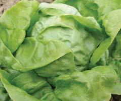 odolná je proti plísni salátové, rasám Bl 1-7, 10, 12 až 18, 20, 23 8 vegetační doba je 65 75 dnů 8 mid-early butterhead lettuce for all year round growing 8 head is medium large and round 8