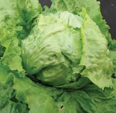 salát ledový / iceberg lettuce MAUGLI 8 odrůda ledového salátu pro celoroční polní pěstování 8 hlávka je velká, tmavě zelená, pevná, zcela překrytá listy 8 má vysokou odolnost proti vybíhání do květu