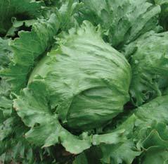 8 vegetační doba od výsevu je 77 87 dnů TARZAN 8 odrůda ledového salátu pro polní pěstování 8 hlávka je velká až velmi velká, pevná, dobře uzavřená o hmotnosti až 1 kg 8 má mimořádnou odolnost proti