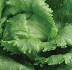 conditions 8 resistant to downy mildew races Bl 1-5, 15 and partially to 6, 7, 12, 17 and 22 8 77 87 days from sowing 8 iceberg lettuce which is for field growing 8 head is large/very large, firm,