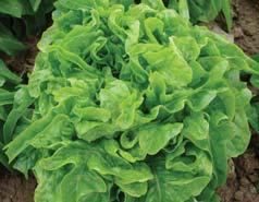 for spring, summer and autumn growing 8 resistant to bolting 8 50 55 days from sowing 8 oak-leaved lettuce for spring, summer and autumn growing 8 resistant to bolting 8 50 55 days from sowing 8