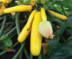 mature fruit is dark green, cylindrical, mediumlong to long 8 plant has bushy habit, without branching 8 young fruit is medium yellow 8 fully matu fruit is medium-long, cylindrical, medium/deep
