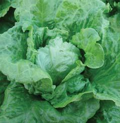 bliste with curled edges 8 resistant to bolting 8 65 75 days from sowing 8 resistant to downy mildew races Bl 1-25 tuřín turnip Brassica napus L. var. napobrassica (L.) Rchb.