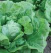 lettuce Salát listový / Leaf Lettuce Odrůda Vegetační Počet Způsob Období Barva Termín výsevu a sklizně doba rostlin pěstování pěstování Sowing and harvesting periods od výsevu na 1 ha Variety