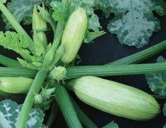 tykev obecná cuketa / zucchini tykev olejná / oil pumpkin tykev velkoplodá / pumpkin WANDA 8 rostlina keříčkovitého typu, bez větvení 8 mladý plod velmi