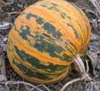 pruhy, hmotnost 3 5 kg tykev velkoplodá pumpkin Cucurbita maxima Duchesne KVETA 8 raná odrůda lahůdkové tykve pro přímý konzum i konzervaci 8 válcovitý až