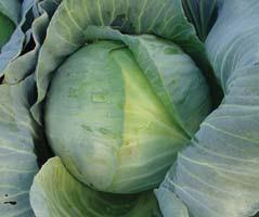 zelí hlávkové bílé / white cabbage MIDOR F1 8 polopozdní hybrid; 105 115 dnů 8 hmotnost hlávky 4,2 5 kg 8 zejména pro