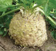 resistant to bolting 8 late variety for autumn harvest; 145 days from transplanting 8 universal use celer bulvový / celeriac LEONORA 8