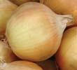 cibule kuchyňská / onion cibule kuchyňská onion Allium cepa L.