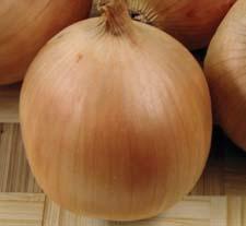 8 medium yellow skin colour 8 onions are mid-sized, globular, with medium neck 8 excellent storage ability 8 mid early hybrid of spring onion; 125 129 days 8 bulb weight 170 175