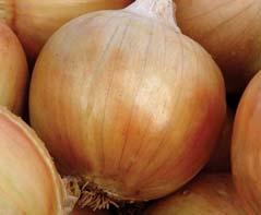 mid-sized, widely obovate, with medium neck 8 excellent storage ability 8 late variety, 135 140 days 8 brown skin colour 8 onion weight 185 g 8 for growing from direct sowing 8