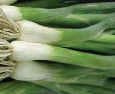 cibule kuchyňská / onion cibule sečka / bunching onion cibule sečka bunching onion Allium fistulosum L.