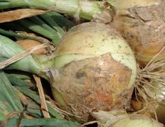 market and medium term storage 8 early short-day variety of winter onion 8 onion weight 110 g 8 yellow skin, yellowish flesh 8 for autumn sowing and early harvest 8 suitable for harvest with leaves,