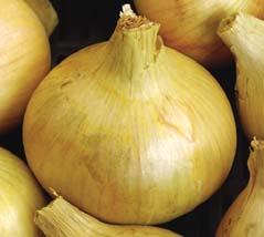 resistant to bolting Cibule kuchyňská / Onion Odrůda Ranost Vegetační doba Tvar Barva Hmotnost (g) Výsev jedinců Obsah sušiny Skladovatelnost od výsevu (dnů) na 1 ha Variety Maturity Days to maturity