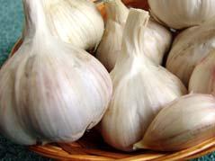 česnek kuchyňský / garlic česnek kuchyňský garlic Allium sativum L.