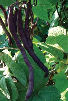 ) fazol tyčkový / pole beans Phaseolus vulgaris L. var.
