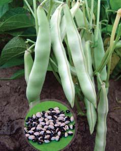 fazol obecný keříčkový / bush beans DALMATIN 8 raná až poloraná odrůda pro sklizeň suchého zralého semene 8 lusk je středně zelené barvy 8 semeno je velké,