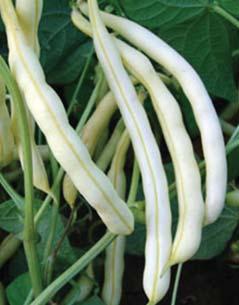 lusk je žlutý, středně dlouhý, bez vlákna 8 semeno je ledvinovité, bílé a kolem pupku má černé skvrny hrách setý dřeňový peas 8 early to mid-early variety for