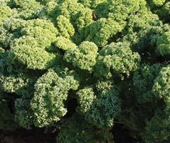 to 15 C 8 mid-late variety 8 plant height 60 80 cm, less patulous habit 8 medium green, bliste and strongly curled leaves 8 tolerates temperatures down to 15 C 8 mid-late variety for fresh