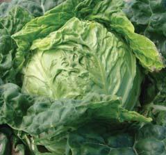 2 kg 8 late hybrid; 105 110 days from transplanting 8 for summer as well as for autumn harvest 8 heads are medium-sized, round, well-closed and dark green kapusta hlávková / savoy cabbage KPKČ