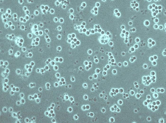 životaschopných protoplastů Saccharomyces