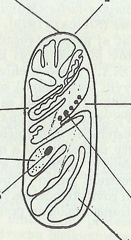 Mitochondrie prostor mezi vnější a vnitřní membránou vnější membrána mtdna