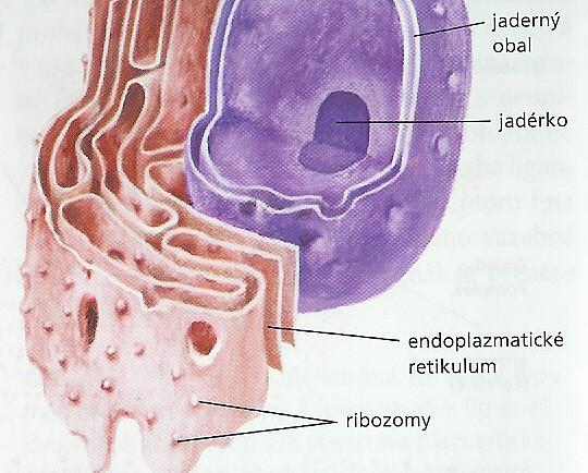 Endoplazmatické retikulum Drsné ER Hladké endoplasmatické retikulum - mnohé
