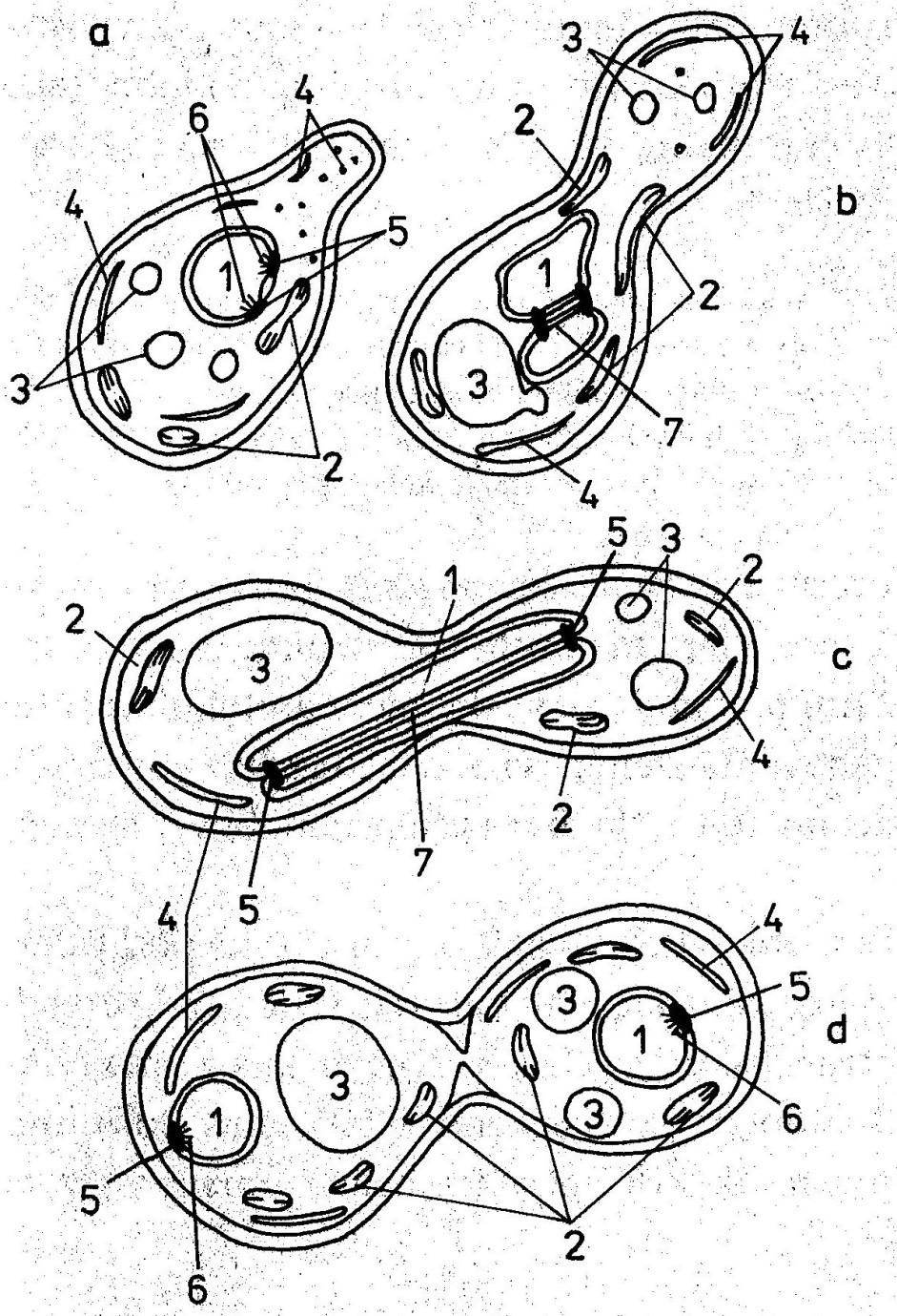 Pučení Schéma pučící buňky 1. Jádro 2. Mitochondrie 3. Vakuola 4.
