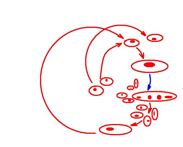 Životní cyklus Schizosaccharomyces pombe H haploidní buňka Dc diploidní buňka Vm Vm Vm - + Dc