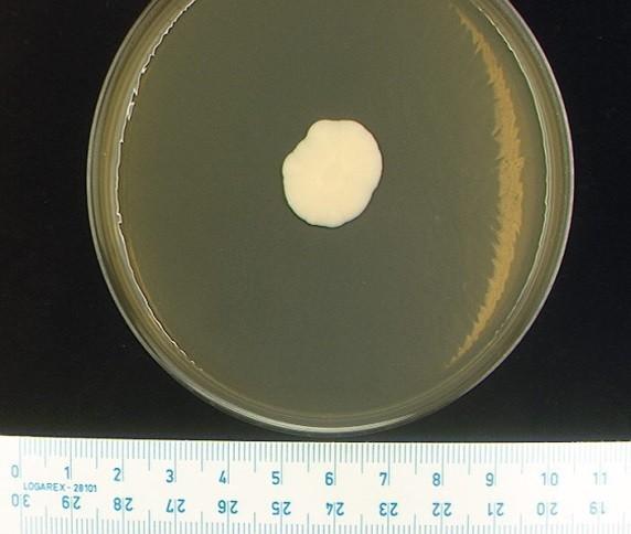 Nejvýznamnější zástupci Ascomycotina Rod Saccharomyces zkvašuje glukózu, sacharózu, maltózu, galaktózu a částečně rafinózu nezkvašuje laktózu,