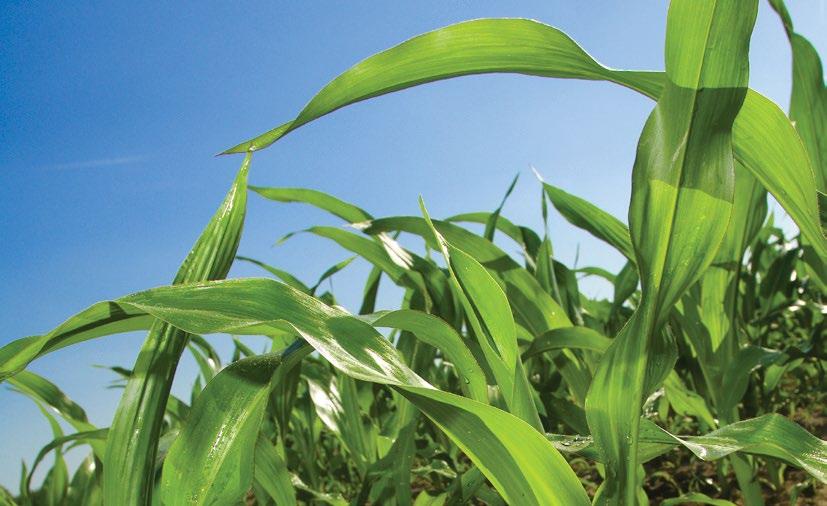 ,7 kg/l bod kryštalizácie ca. 0 C PIADIN Stabilizátor dusíka pre organické hnojivá znižuje prácnosť, zvyšuje výnosy a je šetrný k životnému prostrediu.