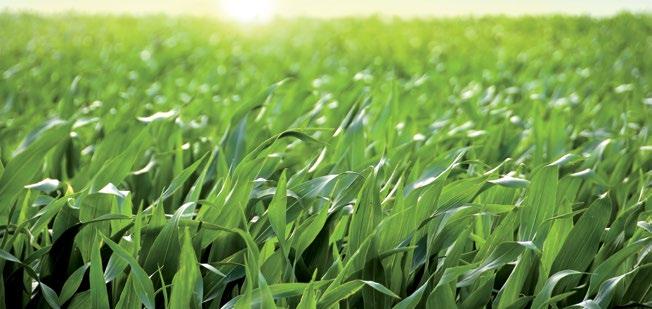 PIADINu je pritom o to výhodnejšia, čím viac dusíka hnojivo obsahuje a čím je dlhšia doba, ktorá uplynie medzi hnojením a obdobím s najvyššou spotrebou živín.