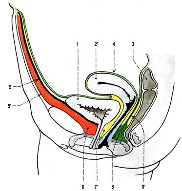 Virtuální model pánevního dna simulace prolapsu vnitřních orgánů 2016 1 ANATOMIE A PATOLOGIE PÁNEVNÍHO DNA 1.