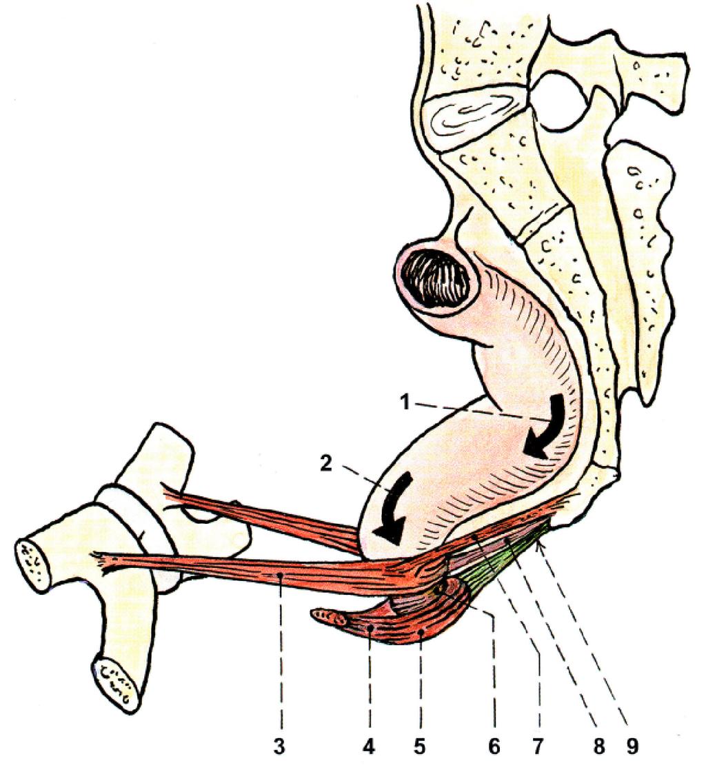 Virtuální model pánevního dna simulace prolapsu vnitřních orgánů 2016 Pod úrovní diaphragma pelvis (Level III) a v jeho úrovni (Level II) anální kanál je obklopen zevním svěračem a stýká se: vzadu s