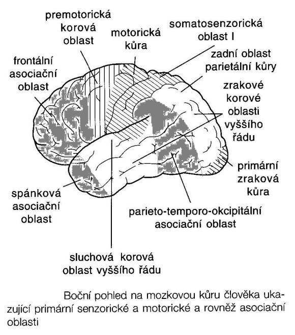 Obrázek číslo 50 primární senzorické, motorické a asociační oblasti (Ganong 2005, str.