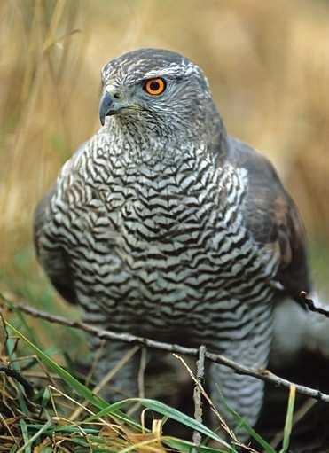 Jestřáb lesní (Accipiter gentilis) Celkově je tento dravec ve střední Evropě poměrně početný, i když v některých oblastech jsou jestřábi nezákonně odstřelováni a v těchto místech je jejich početnost