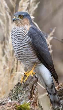 Krahujec obecný (Accipiter nisus) V 2. polovině 20. století došlo v důsledku zatížení prostředí biocidy ke značnému poklesu početnosti tohoto dravce.