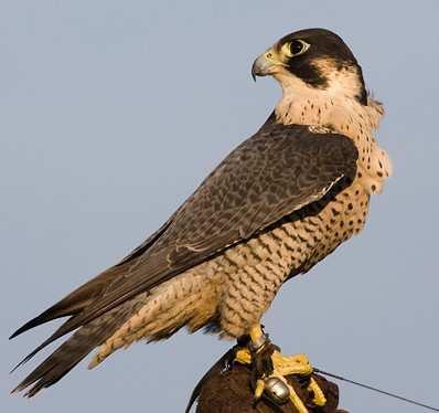 Sokol stěhovavý (Falco peregrinus) V případě tohoto dravce došlo v celé Evropě k podobně katastrofálnímu snížení početnosti jako u krahujce obecného a příčinou bylo zřejmě rovněž nadměrné používání