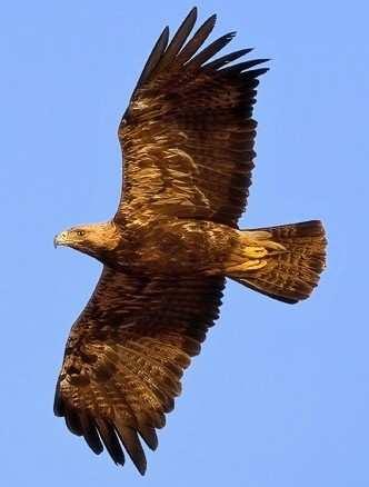 Orel královský (Aquila heliaca) Tento dravec se řadí mezi globálně ohrožené druhy a podle BirdLife International je hodnocen jako vzácný.