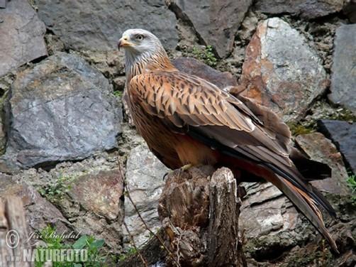 2.6.2 Luňák červený (Milvus milvus) Vyskytuje se téměř po celé Evropě. Dále po skoro celých Čechách a na jižní Moravě. [9] Luňák je zhruba stejně velký jako Káně lesní.