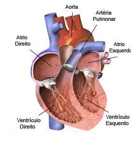 SRDCE - vlastnosti Autonomie (autonomní srdeční systém sám si udává základní frekvenci)- samostatnost srdeční činnosti Automacie (střídání stahů a ochabnutí srdeční svaloviny)-