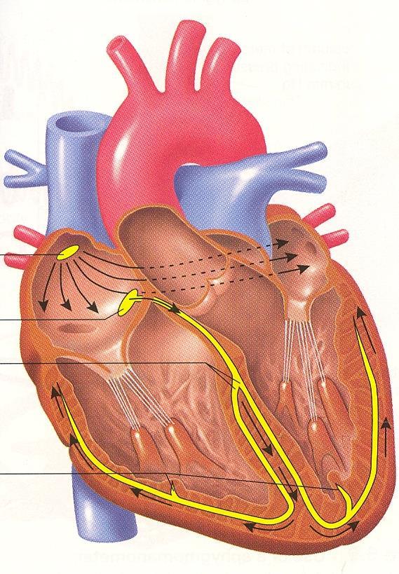 Převodní systém srdeční = dává podnět a zajišťuje jeho šíření srdečním svalem SA (sinusový uzel) sám tvoří vzruchy pro srdce s frekvencí 80x za minutu AV (síňokomorový uzel)