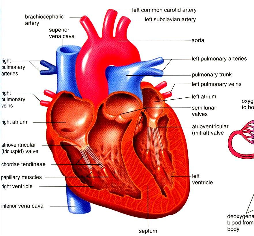 Anatomie srdce tlakové čerpadlo plní se krví, kterou poté vypuzuje jednosměrně do aorty (plícnice)- srdeční chlopně krev je