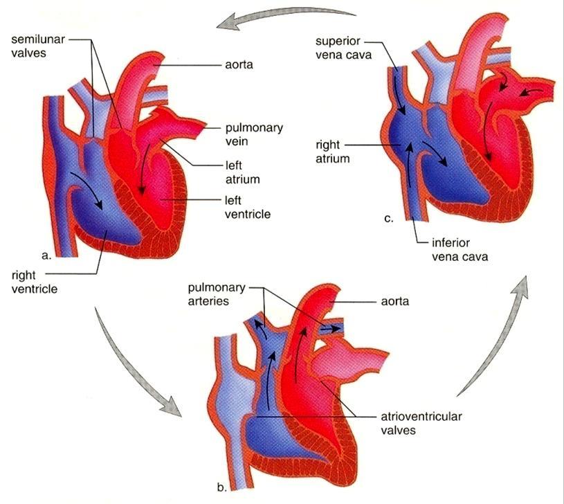 Mechanická činnost srdce srdeční revoluce = má dvě fáze: systola síní, diastola komor diastola síní, diastola komor diastola = uvolnění (síně a komory se plní krví.