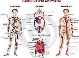 TEPENNÝ SYSTÉM ze srdce do dalších částí těla v systémovém (velkém, tělním) krevním oběhu mají tepny silnou