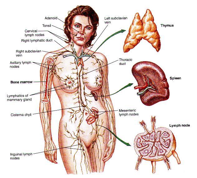 LYMFATICKÝ SYSTÉM lymfatickými cévami proudí lymfa = míza (pochází z tkáňového moku) hlavní funkcí je odvádění