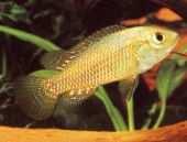 CZ Placidochromis phenochilus Lupingu