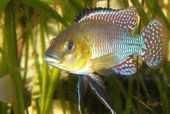 Julidochromis regani Kipili Cichlida z