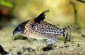 Corydoras melanistius Pancéřníček